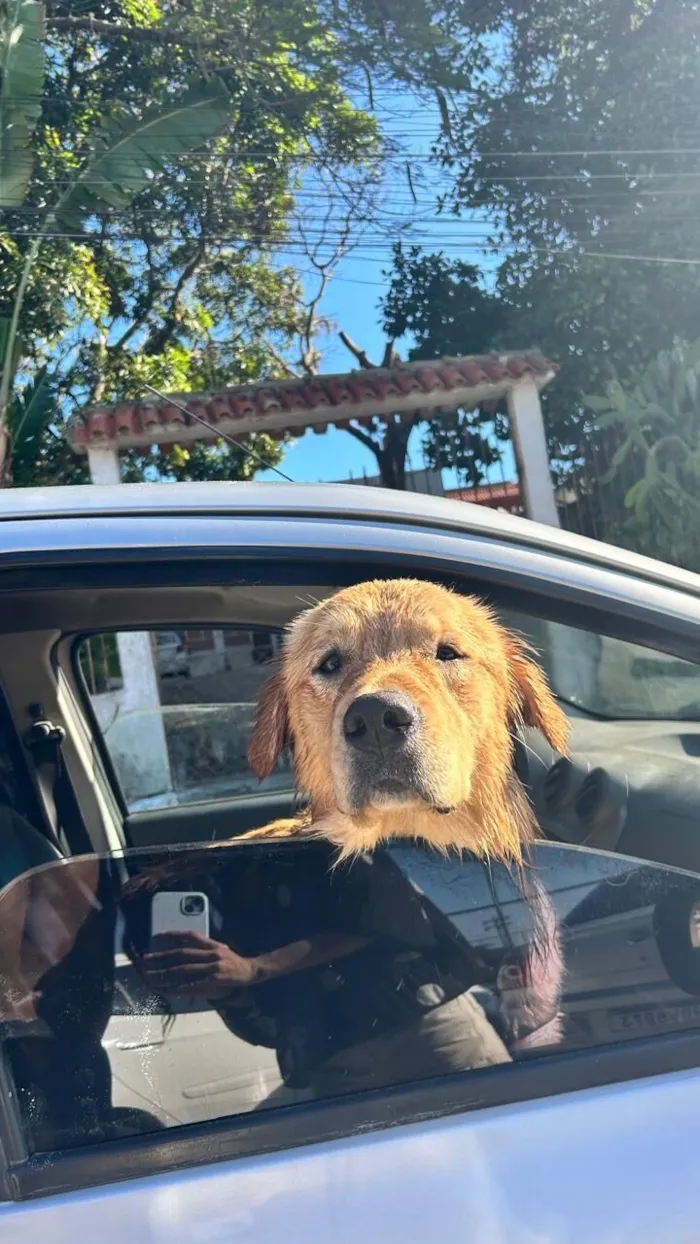 Cachorro raça Golden Retriever idade 2 a 6 meses nome Paçoca