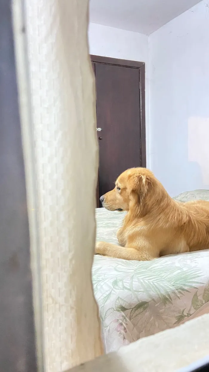 Cachorro raça Golden Retriever idade 2 a 6 meses nome Paçoca