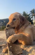 Cachorro raça Golden Retriever idade 2 a 6 meses nome Paçoca