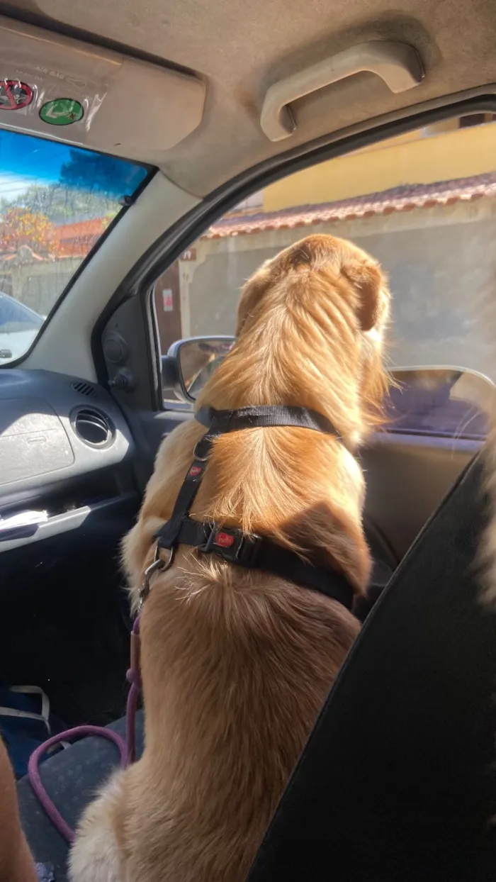 Cachorro raça Golden Retriever idade 2 a 6 meses nome Paçoca