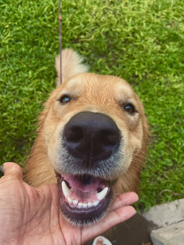 Cachorro raça Golden Retriever idade 2 a 6 meses nome Paçoca