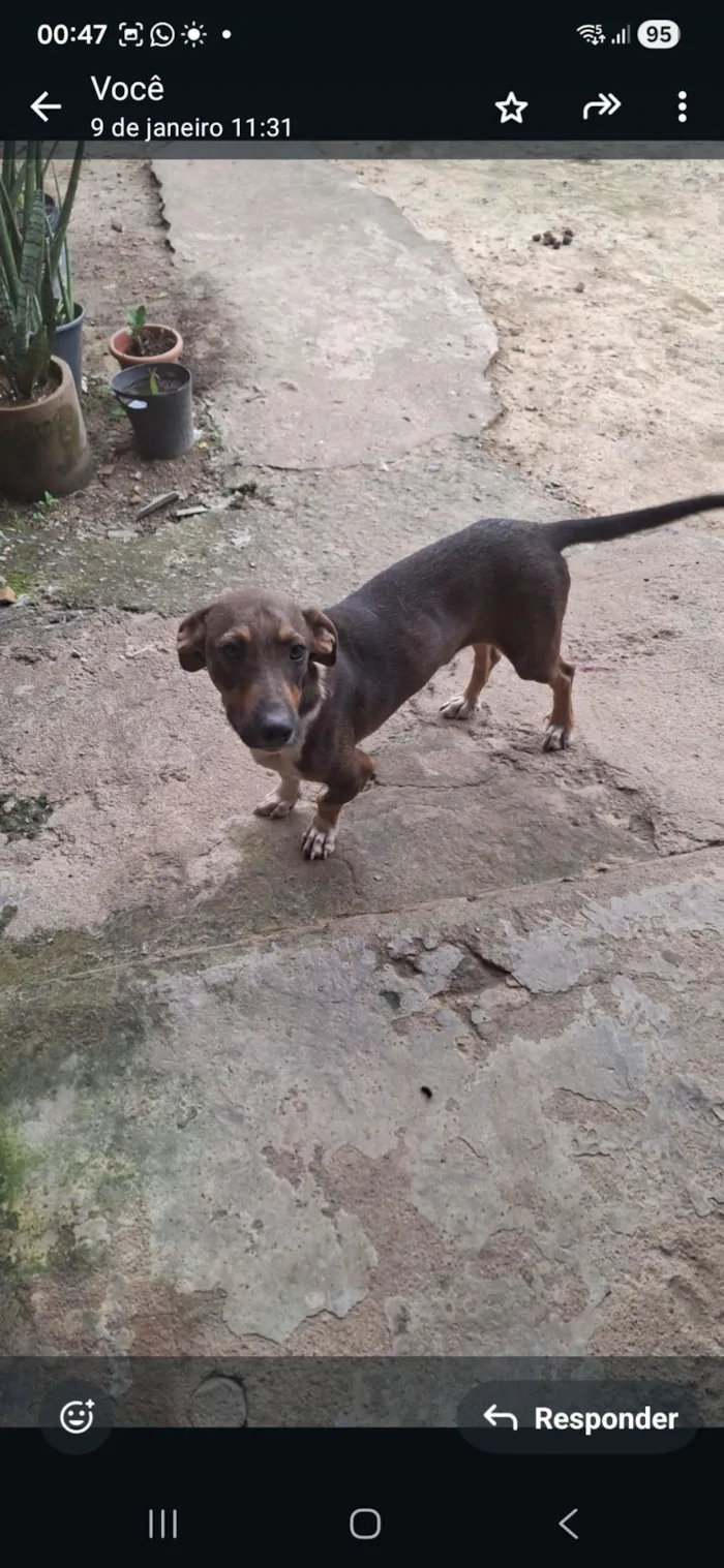 Cachorro raça SRD-ViraLata idade 2 a 6 meses nome Frederico 