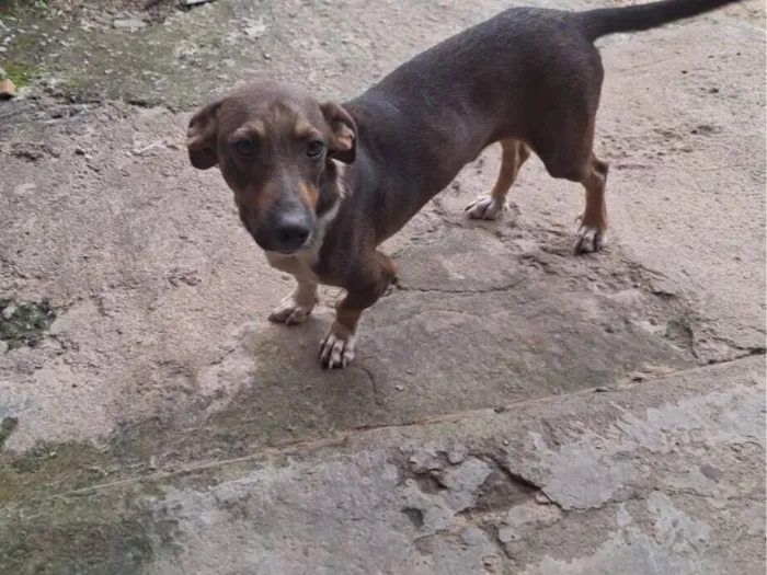 Cachorro raça SRD-ViraLata idade 2 a 6 meses nome Frederico 