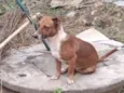 Cachorro raça SRD-ViraLata idade 2 a 6 meses nome Malhanda