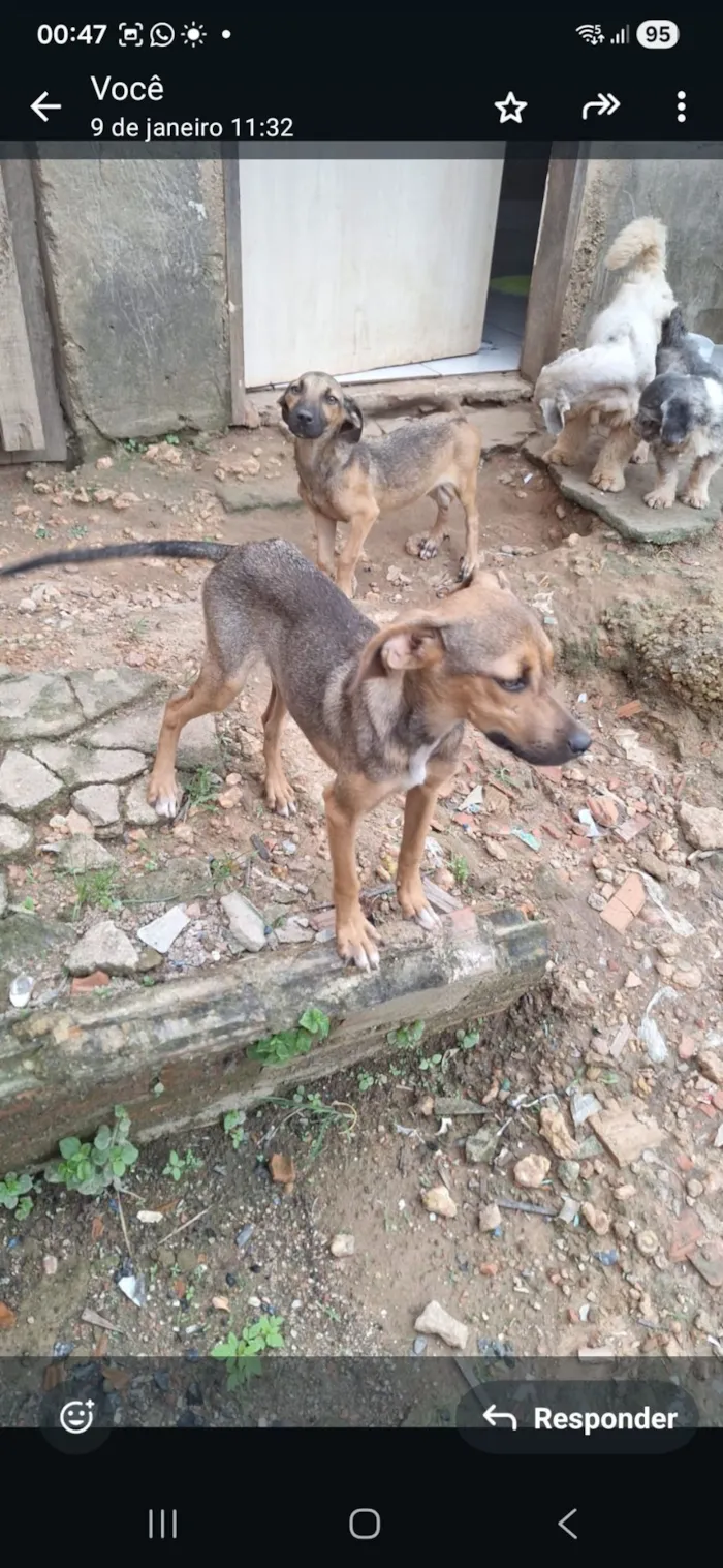 Cachorro raça SRD-ViraLata idade 2 a 6 meses nome Morcego 