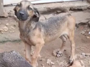 Cachorro raça SRD-ViraLata idade 2 a 6 meses nome Morcego 