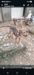 Cachorro raça SRD-ViraLata idade 2 a 6 meses nome Sem nome