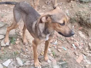 Cachorro raça SRD-ViraLata idade 2 a 6 meses nome Sem nome