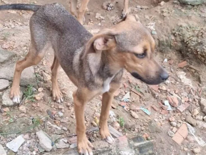 Cachorro raça SRD-ViraLata idade 2 a 6 meses nome Sem nome