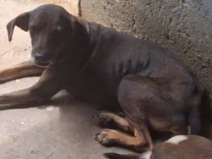 Cachorro raça SRD-ViraLata idade 3 anos nome Gabriela