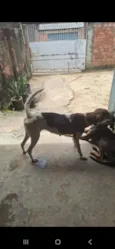 Cachorro raça SRD-ViraLata idade 3 anos nome Baleia