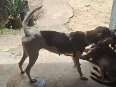 Cachorro raça SRD-ViraLata idade 3 anos nome Baleia