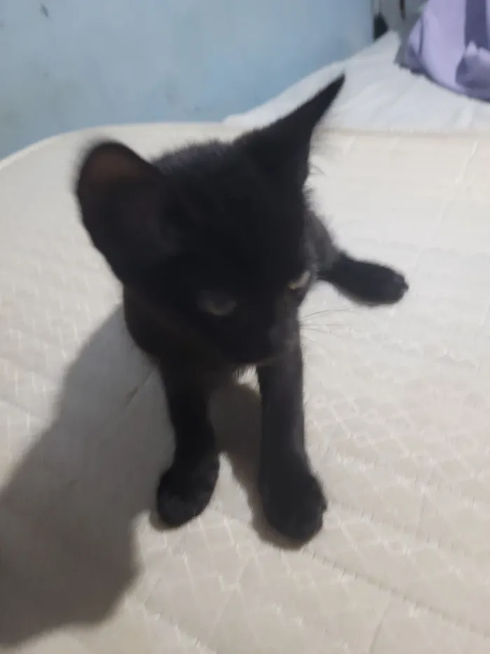 Gato raça SRD-ViraLata idade 2 a 6 meses nome Não possui nome