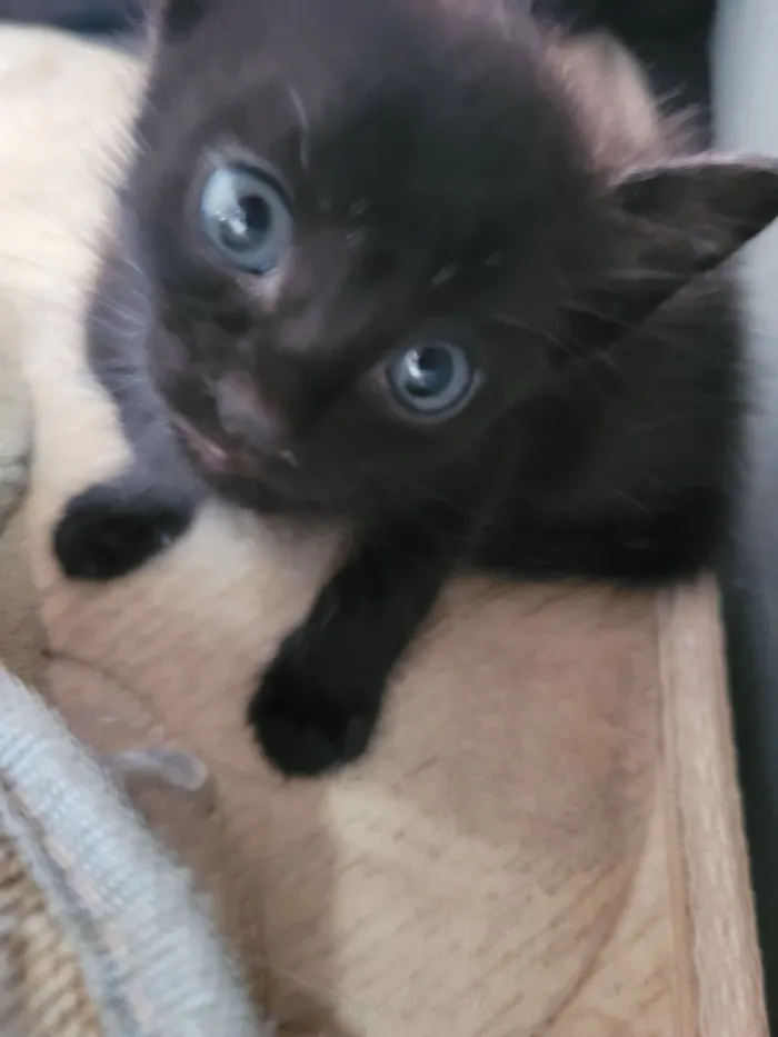 Gato raça SRD-ViraLata idade 2 a 6 meses nome Não possui nome