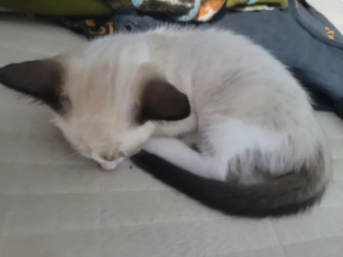 Gato raça SRD-ViraLata idade 2 a 6 meses nome Não possui nome