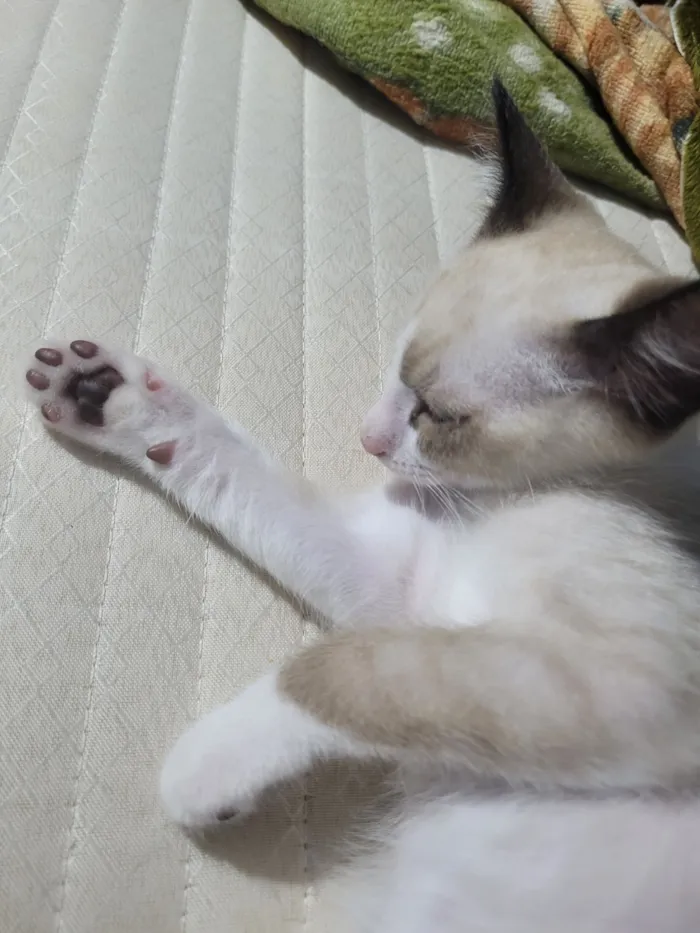 Gato raça SRD-ViraLata idade 2 a 6 meses nome Não possui nome