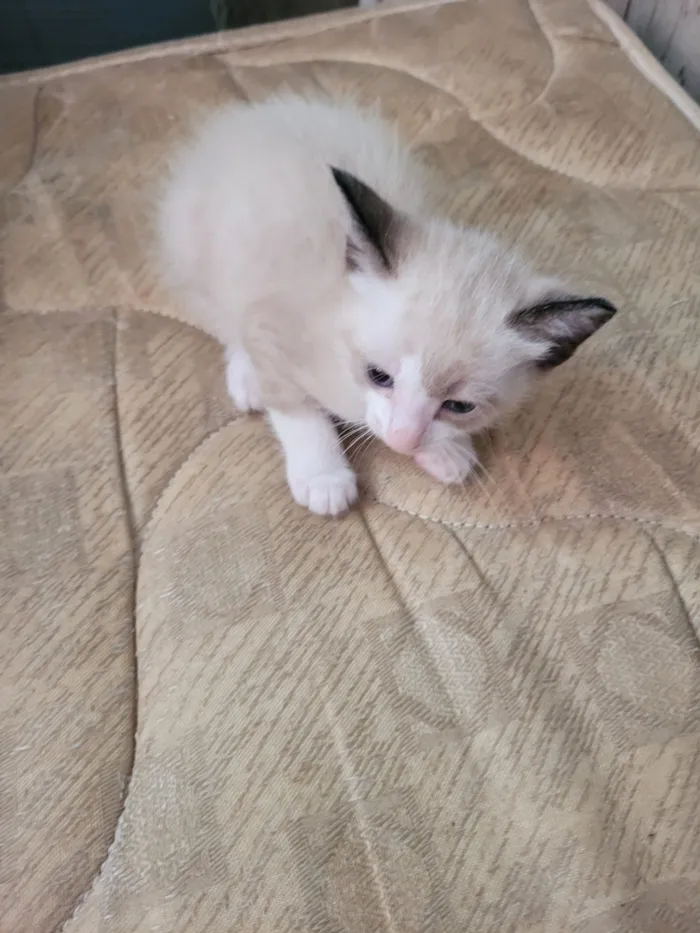 Gato raça SRD-ViraLata idade 2 a 6 meses nome Não possui nome