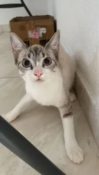 Gato raça SRD-ViraLata idade 2 a 6 meses nome gato pequeno