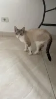 Gato raça SRD-ViraLata idade 2 a 6 meses nome gato pequeno