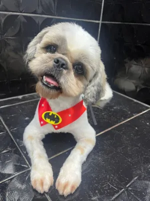 Cachorro raça Shitzu idade 2 anos nome Toby 