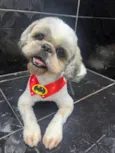 Cachorro raça Shitzu idade 2 anos nome Toby 