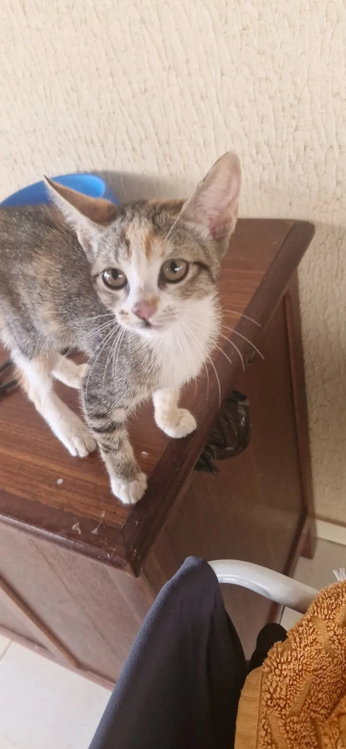 Gato raça SRD-ViraLata idade Abaixo de 2 meses nome Gatinha