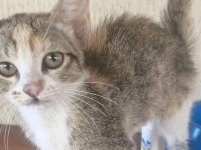 Gato raça SRD-ViraLata idade Abaixo de 2 meses nome Gatinha