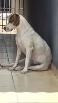 Cachorro raça SRD-ViraLata idade 1 ano nome Zeus