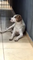 Cachorro raça SRD-ViraLata idade 1 ano nome Zeus