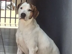 Cachorro raça SRD-ViraLata idade 1 ano nome Zeus