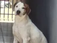 Cachorro raça SRD-ViraLata idade 1 ano nome Zeus