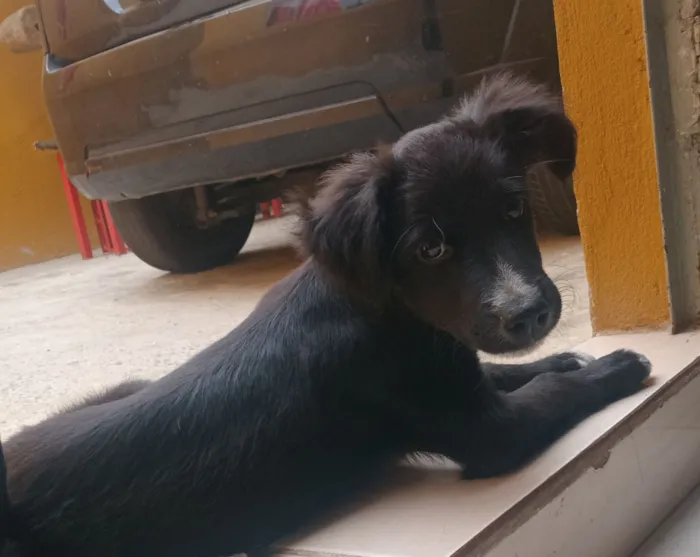Cachorro raça SRD-ViraLata idade 2 a 6 meses nome Spaik