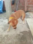 Cachorro raça Pit-Bull idade 1 ano nome Brisa