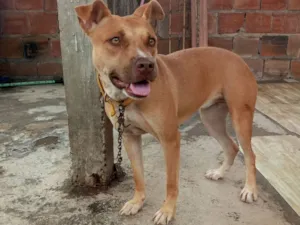 Cachorro raça Pit-Bull idade 1 ano nome Brisa