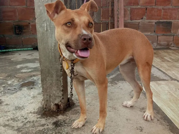 Cachorro raça Pit-Bull idade 1 ano nome Brisa