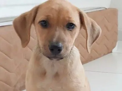 Cachorro raça Perdigueiro idade 2 a 6 meses nome MAGALI