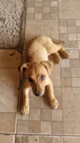 Cachorro raça SRD-ViraLata idade Abaixo de 2 meses nome Sem nome 