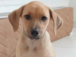 Cachorro raça Perdigueiro idade 2 a 6 meses nome MAGALI
