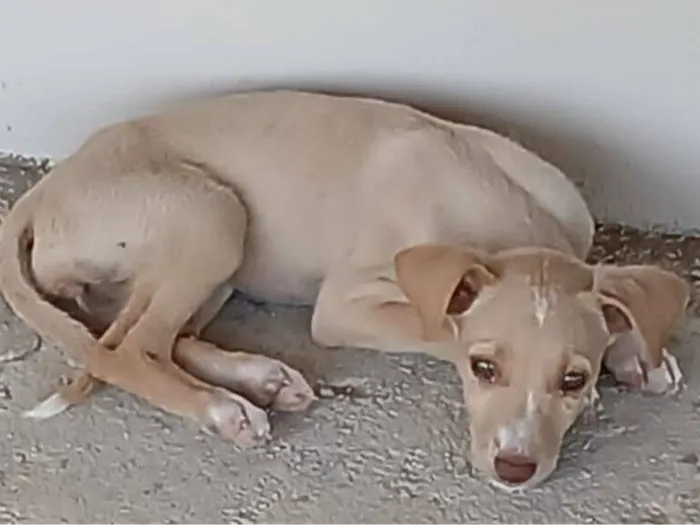Cachorro raça SRD-ViraLata idade 2 a 6 meses nome LUA