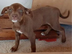Cachorro raça SRD-ViraLata idade 2 a 6 meses nome LADY