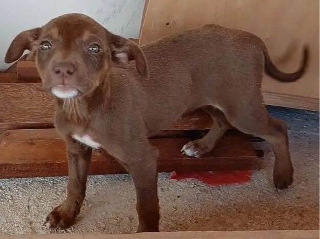 Cachorro raça SRD-ViraLata idade 2 a 6 meses nome LADY