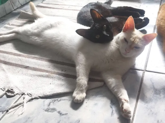 Gato raça SRD-ViraLata idade 2 anos nome Apollo e Agatta