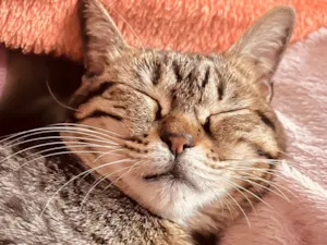 Gato raça SRD-ViraLata idade 1 ano nome Ella