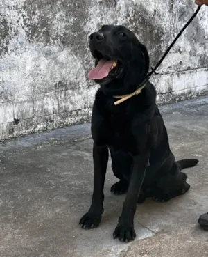 Cachorro raça Labrador idade 6 ou mais anos nome ZEUS 