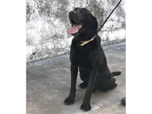 Cachorro raça Labrador idade 6 ou mais anos nome ZEUS 