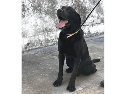 Cachorro raça Labrador idade 6 ou mais anos nome ZEUS 
