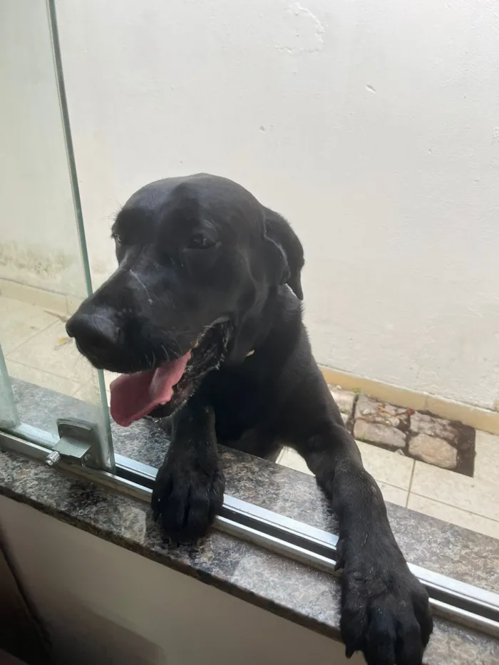 Cachorro raça Labrador idade 6 ou mais anos nome ZEUS 