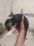 Cachorro doações 