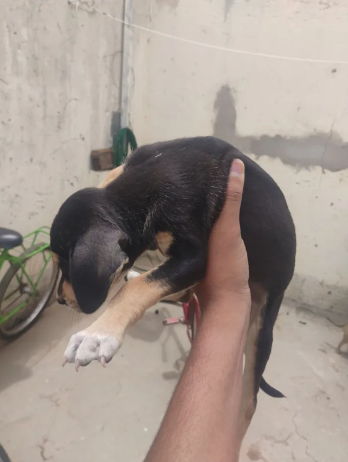 Cachorro raça SRD-ViraLata idade Abaixo de 2 meses nome Cachorro doações 