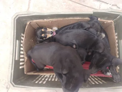 Cachorro raça SRD-ViraLata idade Abaixo de 2 meses nome Cachorro doações 